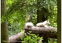 Beim Rundgang zu sehen - das Wolfsrudel ist wieder komplett