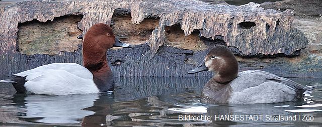 Tafelenten Tafelenten