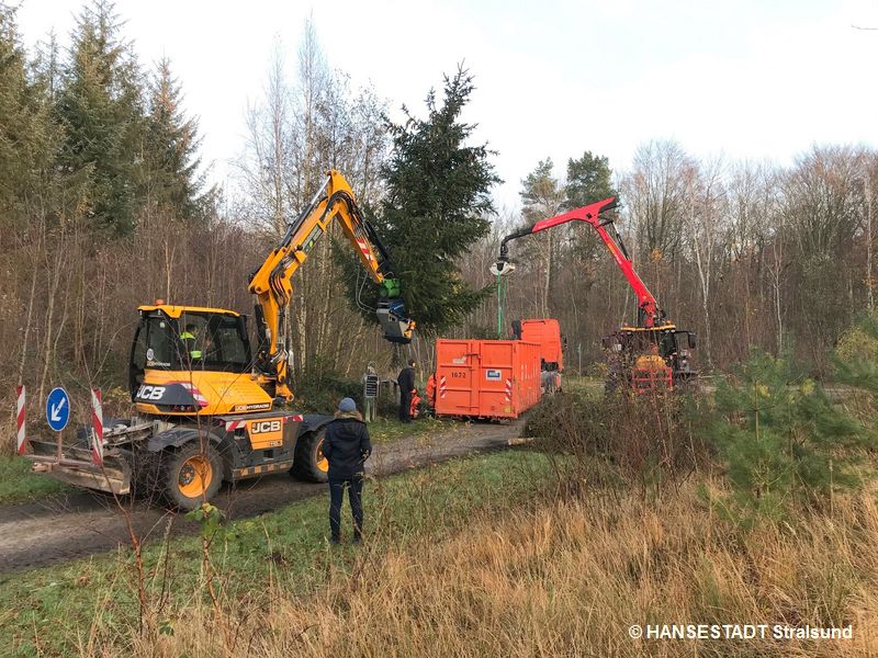 Am-Dienstag-wurden-die-zehn-Baeume-im-stadteigenen-Forst-auf-der-Insel-Ummanz-geschlagen-und-im-grossen-Container-nach-Stralsund-transportiert..jpg